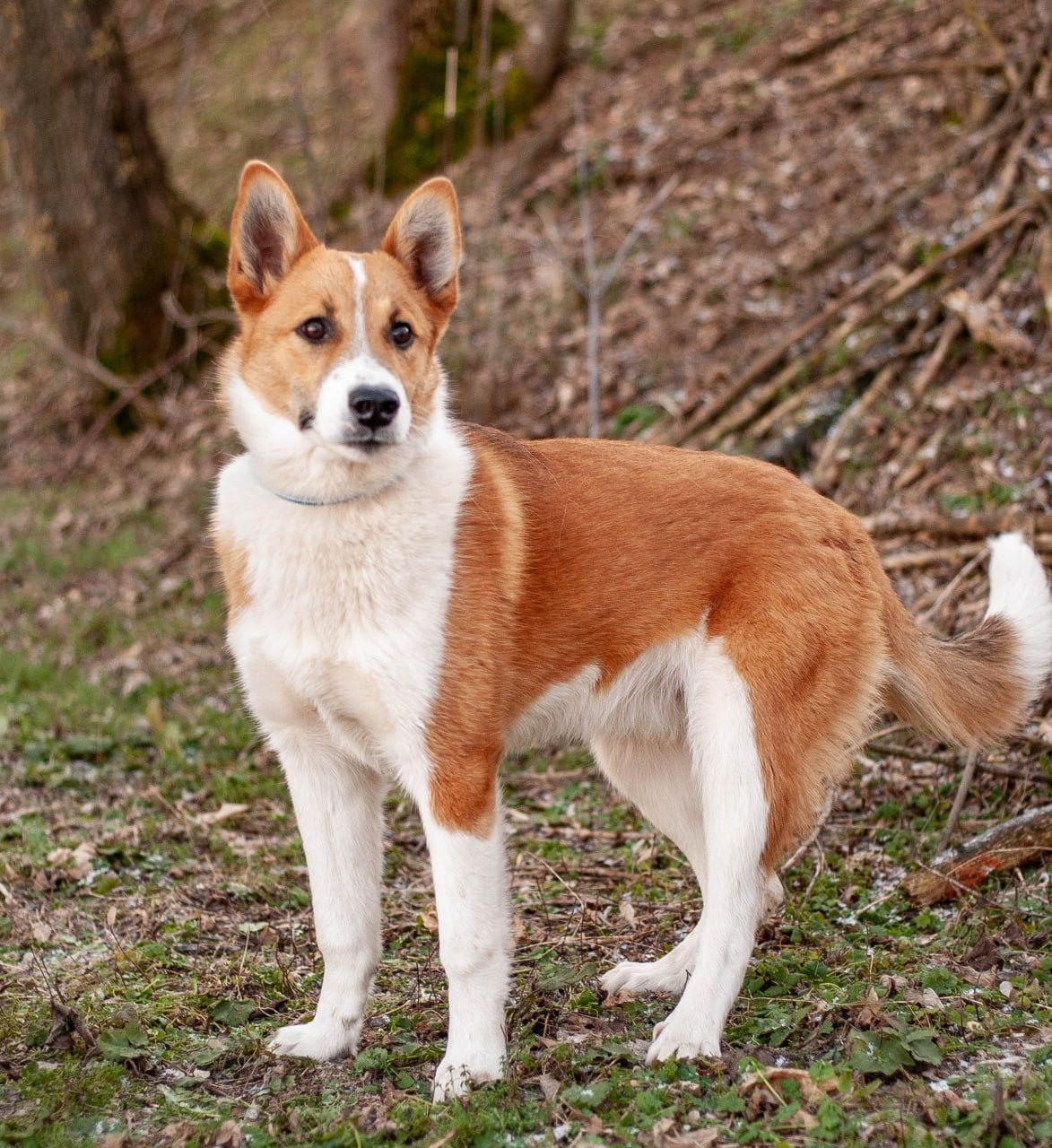 Chiens à adopter